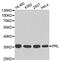 Prolactin antibody, MBS127499, MyBioSource, Western Blot image 