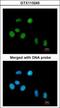 Peptidylprolyl Cis/Trans Isomerase, NIMA-Interacting 1 antibody, GTX113245, GeneTex, Immunocytochemistry image 