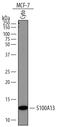 S100 Calcium Binding Protein A13 antibody, AF4327, R&D Systems, Western Blot image 