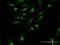 FOS Like 2, AP-1 Transcription Factor Subunit antibody, H00002355-B01P, Novus Biologicals, Immunocytochemistry image 