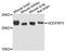 HDGF Like 3 antibody, A8815, ABclonal Technology, Western Blot image 