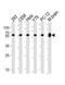 Tubulin beta-5 chain antibody, MBS9200045, MyBioSource, Western Blot image 