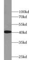 p38 antibody, FNab06076, FineTest, Western Blot image 