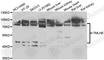 Trimethyllysine Hydroxylase, Epsilon antibody, A7312, ABclonal Technology, Western Blot image 