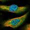 NudC Domain Containing 3 antibody, NBP1-82940, Novus Biologicals, Immunofluorescence image 