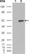 ETS Variant 1 antibody, GTX83139, GeneTex, Western Blot image 