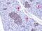 Chromogranin A antibody, ab45179, Abcam, Immunohistochemistry paraffin image 