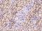 Iron-Sulfur Cluster Assembly 2 antibody, 204161-T08, Sino Biological, Immunohistochemistry frozen image 