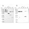 Glutaminyl-TRNA Synthetase antibody, NBP2-37883, Novus Biologicals, Western Blot image 