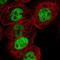 DExH-Box Helicase 9 antibody, NBP1-85266, Novus Biologicals, Immunocytochemistry image 