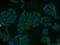 Arginyl Aminopeptidase antibody, 14764-1-AP, Proteintech Group, Immunofluorescence image 