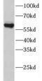 GTP Binding Protein 2 antibody, FNab03720, FineTest, Western Blot image 