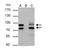 MDM2 Proto-Oncogene antibody, NBP2-17247, Novus Biologicals, Immunoprecipitation image 