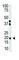 Interferon Lambda 2 antibody, abx029273, Abbexa, Western Blot image 