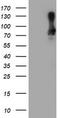 SAM And HD Domain Containing Deoxynucleoside Triphosphate Triphosphohydrolase 1 antibody, TA502157, Origene, Western Blot image 