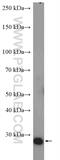 KDEL Endoplasmic Reticulum Protein Retention Receptor 3 antibody, 27632-1-AP, Proteintech Group, Western Blot image 