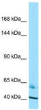 Ras-associating and dilute domain-containing protein antibody, TA343327, Origene, Western Blot image 