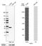 NAD(P)H Quinone Dehydrogenase 1 antibody, HPA007308, Atlas Antibodies, Western Blot image 