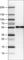 WW Domain Containing Transcription Regulator 1 antibody, AMAb90729, Atlas Antibodies, Western Blot image 