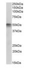 Autophagy Related 4C Cysteine Peptidase antibody, orb146462, Biorbyt, Western Blot image 