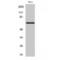 Paxillin antibody, LS-C380811, Lifespan Biosciences, Western Blot image 