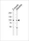 Zinc finger protein 148 antibody, PA5-72667, Invitrogen Antibodies, Western Blot image 