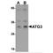 Autophagy Related 3 antibody, MBS151312, MyBioSource, Western Blot image 