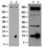 TSC22 Domain Family Member 3 antibody, 14-4033-82, Invitrogen Antibodies, Western Blot image 