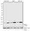 Histone Cluster 4 H4 antibody, 720105, Invitrogen Antibodies, Western Blot image 