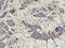 Histamine N-Methyltransferase antibody, A03807, Boster Biological Technology, Immunohistochemistry frozen image 