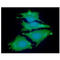 N-Myc Downstream Regulated 1 antibody, LS-B16349, Lifespan Biosciences, Immunofluorescence image 