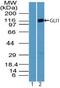 GLI Family Zinc Finger 1 antibody, PA5-23411, Invitrogen Antibodies, Western Blot image 