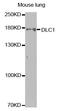 Dynein Light Chain LC8-Type 1 antibody, orb136711, Biorbyt, Western Blot image 