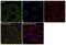Raf-1 Proto-Oncogene, Serine/Threonine Kinase antibody, 711198, Invitrogen Antibodies, Immunofluorescence image 