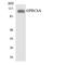 G Protein-Coupled Receptor Class C Group 6 Member A antibody, LS-C292029, Lifespan Biosciences, Western Blot image 