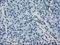 Crystallin Alpha B antibody, NBP1-47708, Novus Biologicals, Immunohistochemistry paraffin image 