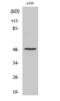 Coagulation Factor X antibody, GTX86931, GeneTex, Western Blot image 