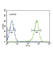 Dihydrolipoamide S-Acetyltransferase antibody, abx032483, Abbexa, Western Blot image 