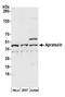 Aprataxin antibody, NB100-534, Novus Biologicals, Western Blot image 