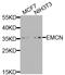 Endomucin antibody, STJ110792, St John