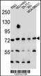 SEC14 Like Lipid Binding 5 antibody, 55-950, ProSci, Western Blot image 