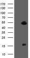 ALX Homeobox 4 antibody, CF505145, Origene, Western Blot image 