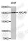 ATP Binding Cassette Subfamily A Member 6 antibody, A3191, ABclonal Technology, Western Blot image 