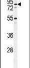 Pyridoxal Dependent Decarboxylase Domain Containing 1 antibody, PA5-24872, Invitrogen Antibodies, Western Blot image 
