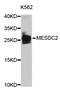 Mesoderm Development LRP Chaperone antibody, abx126972, Abbexa, Western Blot image 