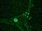 Keratin 7 antibody, MA1-06315, Invitrogen Antibodies, Immunohistochemistry frozen image 