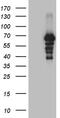 Proline dehydrogenase, mitochondrial antibody, TA810559, Origene, Western Blot image 