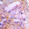 Deoxythymidylate Kinase antibody, orb213862, Biorbyt, Immunohistochemistry paraffin image 