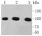 Catenin Alpha 1 antibody, NBP2-67588, Novus Biologicals, Western Blot image 