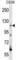 Rho Guanine Nucleotide Exchange Factor 1 antibody, abx028375, Abbexa, Western Blot image 